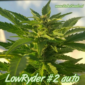 Lowryder #2 autoflower, regulier. Lowryder #2 autoflower, regulier.